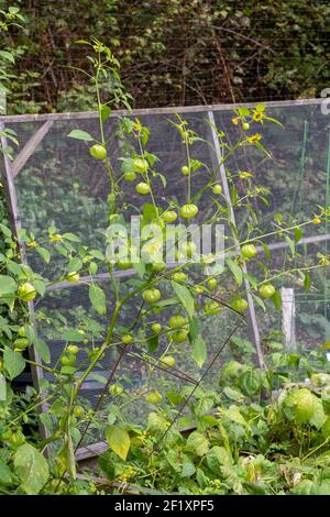 Issaquah, Washington, USA. Tomatillo Pflanze, auch genannt, und Husktomato Husk-Tomato Jamberry. Ernte Tomatillos, wenn Sie ihre Schalen füllen und Stockfoto