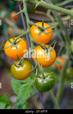 Issaquah, Washington, USA. Super Sweet 100 Kirschtomaten reifen. Stockfoto