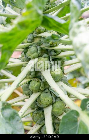 Issaquah, Washington, USA. Brussel Sprout Pflanze. Die Knospen sind typischerweise 0,6–1,6 Zoll im Durchmesser und sehen aus wie Miniatur-Kabbage. Stockfoto