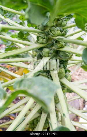 Issaquah, Washington, USA. Brussel Sprout Pflanze. Die Knospen sind typischerweise 0,6–1,6 Zoll im Durchmesser und sehen aus wie Miniatur-Kabbage. Stockfoto