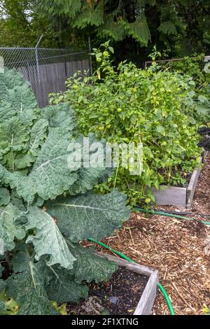 Issaquah, Washington, USA. Rainbow Lacinato Kale Pflanze. Es ist ein Kreuz von Lacinato mit Redbor Grünkohl. Im Hintergrund befinden sich Tomatillo-Pflanzen. Stockfoto