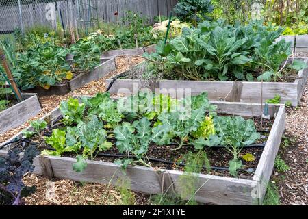 Issaquah, Washington, USA. Collard Greens, rosenkohl, Fenchel, Brokkoli und Blattsalat Pflanzen wachsen in Hochbeet Gärten. Stockfoto