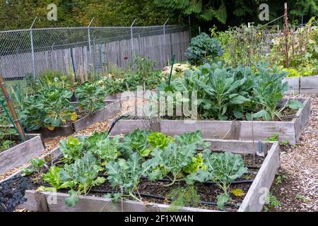 Issaquah, Washington, USA. Collard Greens, rosenkohl, Fenchel, Brokkoli und Blattsalat Pflanzen wachsen in Hochbeet Gärten. Stockfoto