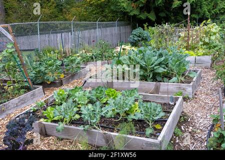 Issaquah, Washington, USA. Collard Greens, rosenkohl, Fenchel, Brokkoli und Blattsalat Pflanzen wachsen in Hochbeet Gärten. Stockfoto