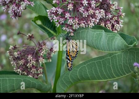 Monarch-Schmetterling Fütterung auf Wolfsmilch Blumen Stockfoto