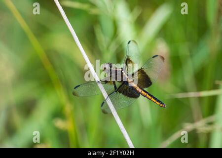 Witwe Skimmer Libelle im Sommer Stockfoto