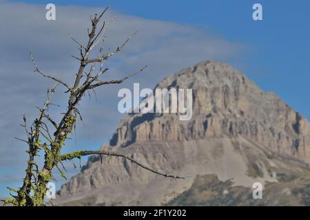 Alter Baum bedeckt in Lichen, mit dem Berg Crowsnest im Hintergrund Stockfoto