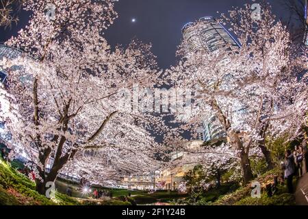 Mohri Garten des Gehens, um Kirschblüten in der Nacht zu sehen Und Roppongi Hills Stockfoto