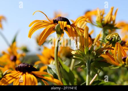 Nahaufnahme von schwarzen Augen susan Blumen in Blüte gegen die Himmel Stockfoto