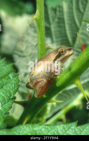 Pacific Treefrog oder Pacific Chorus Frog (Hyliola regilla oder Pseudacris regilla), Ledson Marsh, Annadel-Trione State Park, Sonoma Couny, Kalifornien Stockfoto