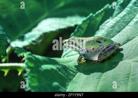 Pacific Treefrog oder Pacific Chorus Frog (Hyliola regilla oder Pseudacris regilla), Ledson Marsh, Annadel-Trione State Park, Sonoma Couny, Kalifornien Stockfoto