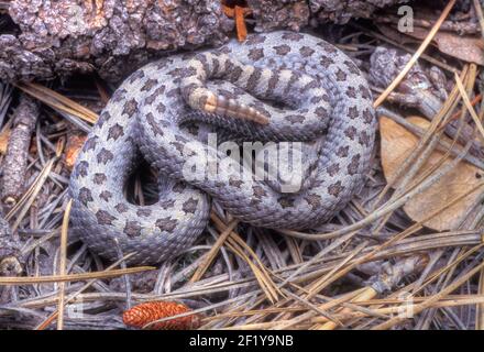 Twin-spotted Rattlesnake (Crotalus pricei pricei), Sunnyside Canyon, Huachuca Mountains, Arizona Stockfoto