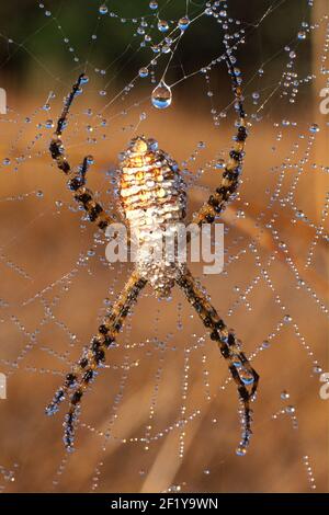 Banded Garden Spider (Argiope trifasciata), Santa Rosa, Sonoma County, Kalifornien Stockfoto