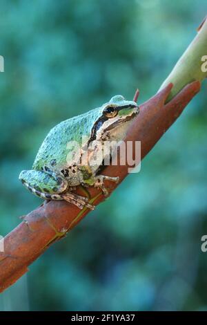 Pacific Treefrog oder Pacific Chorus Frog (Hyliola regilla oder Pseudacris regilla), Ledson Marsh, Annadel-Trione State Park, Sonoma Couny, Kalifornien Stockfoto