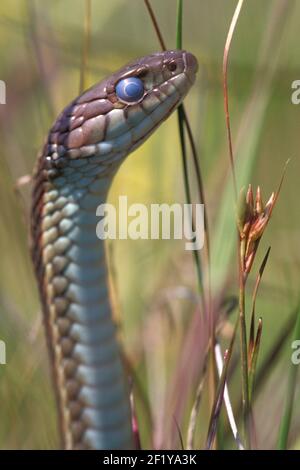 California Red-sided Gartensnake (Thamnophis sirtalis infernalis), Sonoma County, Kalifornien Stockfoto