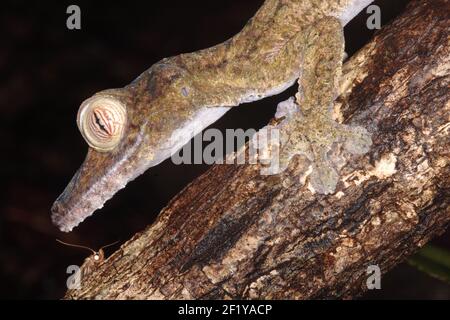 Gewöhnlicher Blattschwanzgecko, Nosy Mangabe, Madagaskar Stockfoto