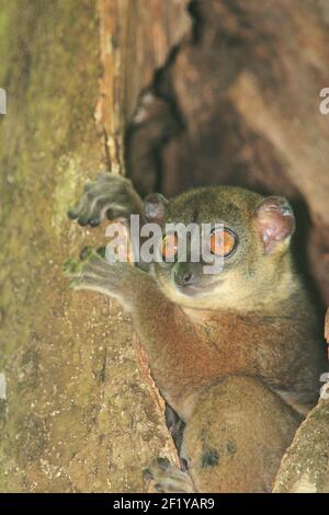 Ankarana sportive Lemur (Lepilemur Ankaranensis), Ankarana Nationalpark, Madagaskar Stockfoto