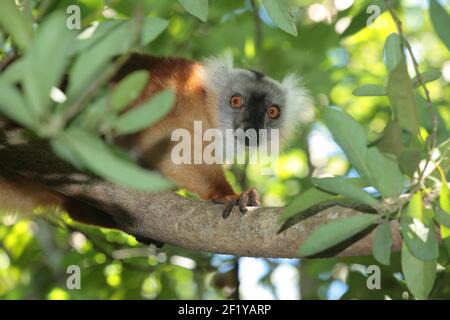 Weibliche schwarze Lemur (Eulemur macaco), Nosy Be, Madagaskar Stockfoto