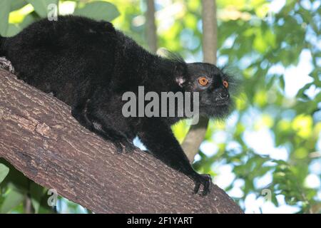 Männliche schwarze Lemur (Eulemur macaco), Nosy Be, Madagaskar Stockfoto