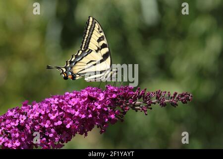 Western Tiger Schwalbenschwanz Schmetterling (Papilio Rutulus) Stockfoto