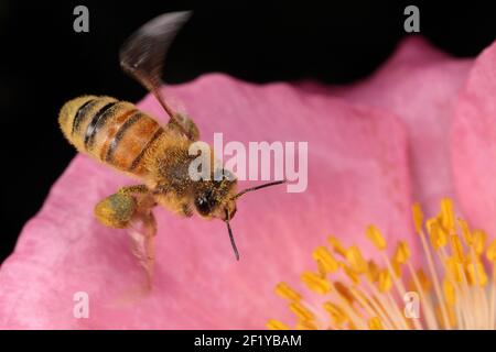 Europäische Honigbiene (APIs mellifera) schwebt über rosa Mohn Stockfoto