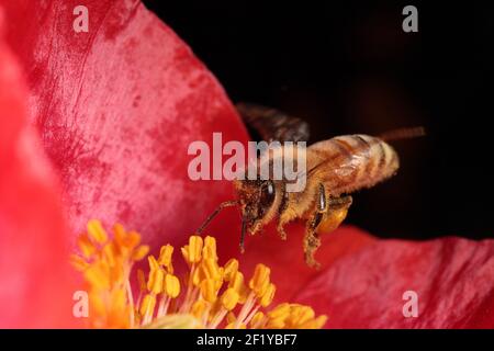 Europäische Honigbiene (APIs mellifera) schwebt über rotem Mohn Stockfoto