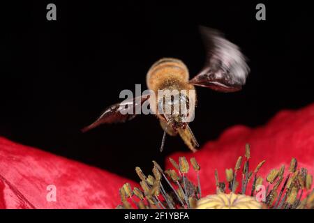 Europäische Honigbiene (APIs mellifera) schwebt über rotem Mohn Stockfoto