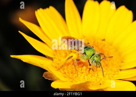 Weibliche metallische Grüne Schweißbiene (Agapostemon texanus) auf gelber Blüte Stockfoto