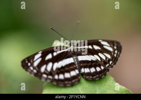 Nahaufnahme und Makroaufnahme von Neptis sappho (gewöhnlicher Segelflieger) Schmetterling im Garten auf einem Pflanzenblatt thront Stockfoto