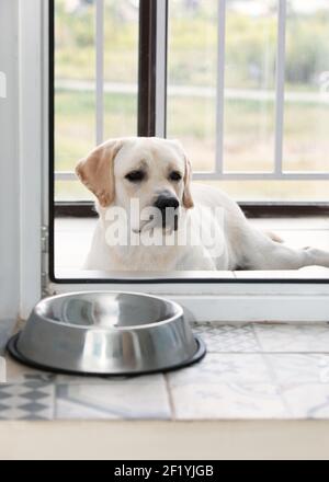 Hungriger trauriger Hund reinrassige Labrador Rasse warten auf das Abendessen Zeit außerhalb Kunststoff Glastür. Leeren Sie die Metallschale aus Stahlblech im Raum. Haustier A Stockfoto