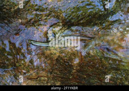 Ein Neunaugen-Aal greift in einem Bach auf das Grundgestein Stockfoto