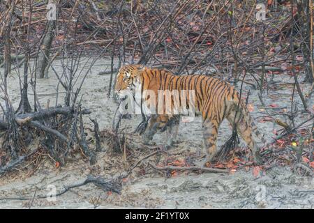 Junge weibliche Bengal Tiger, die auf dem Schlamm in Schlamm getränkt und schmutzig in Sundarban Tiger Reserve, West Bengalen, Indien Stockfoto