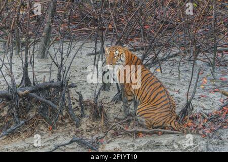 Die junge Frau Bengal Tiger blickt zurück, während sie auf dem schlammgetränkten Wattboden sitzt und schmutzig aussieht im Sundarban Tiger Reserve, Westbengalen, Indien Stockfoto