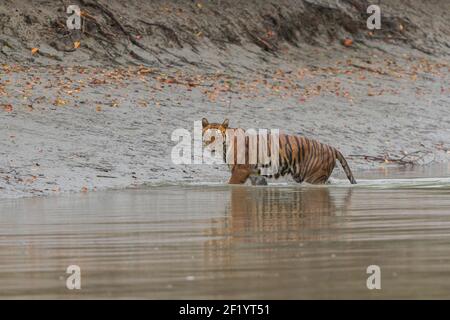 Erwachsene weibliche Bengaltiger gibt starrt nach der Überquerung eines Kanals während der Monsunsaison bei Sundarban Tiger Reserve, West Bengalen, Indien Stockfoto