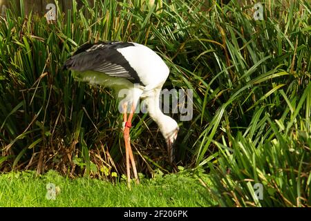 Orientalischer Storch (Ciconia boyciana) Ein einziger orientalischer Storch auf der Suche nach Nahrung mit Pampagras Und ein Zaun im Hintergrund Stockfoto