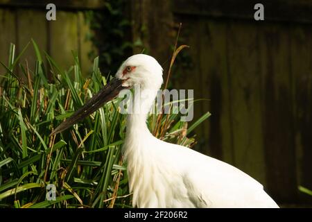 Orientalischer Storch (Ciconia boyciana) Kopf und Schultern eines einzelnen orientalischen Storches mit Pampas Gras und ein Zaun im Hintergrund Stockfoto