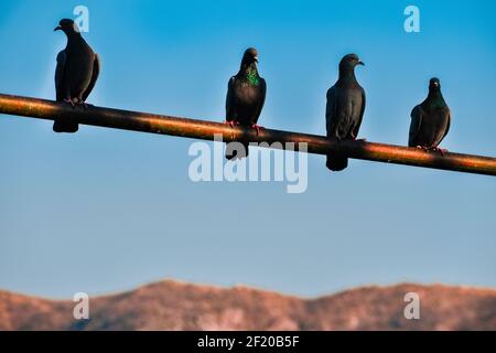 Architektur, Design & Landschaft von verschiedenen Forts in Rajasthan, Indien. Stockfoto