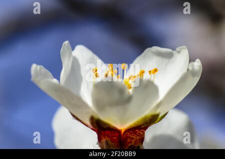 Mandelblüte fotografiert in Sardinien, blühte Mandelbaum und Mandelblüte Zweige Stockfoto