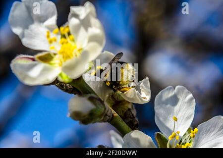 Mandelblüte fotografiert in Sardinien, blühte Mandelbaum und Mandelblüte Zweige Stockfoto