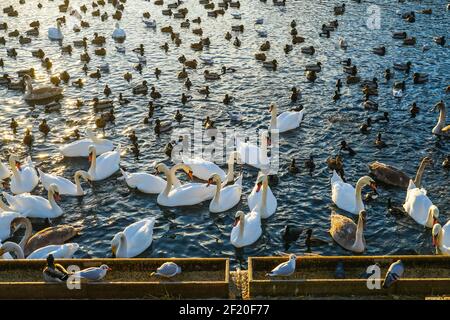 Stockholm Lira See Swan County Stockfoto