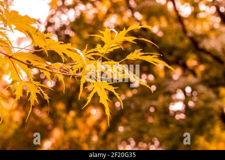 Ein herbstlicher Ast eines silbernen Ahorns, der in einem warmen Farbton getönt ist. Saisonale Natur Hintergrund, horizontale Fotografie Stockfoto