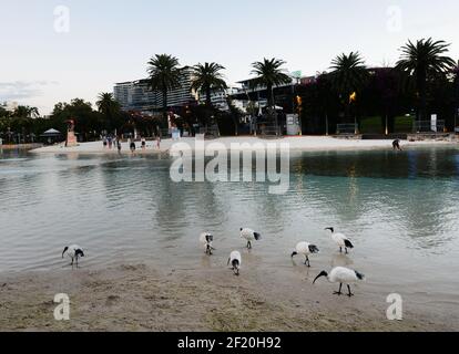 The Boat Pool at Stanley St Plaza, South Brisbane, Queensland, Australien. Stockfoto