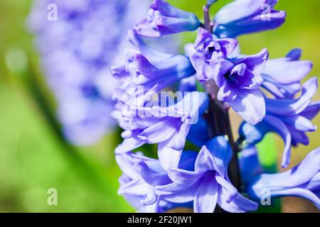 Hyazinthen Blumen Makro Foto. Hyacinthus ist eine kleine Gattung von bauchigen, duftenden Blütenpflanzen Stockfoto