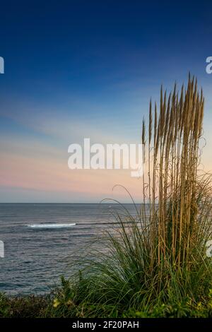Hohe Strandgras im Wind wiegen mit schönen Strand und meereslandschaft bei Sonnenaufgang Stockfoto