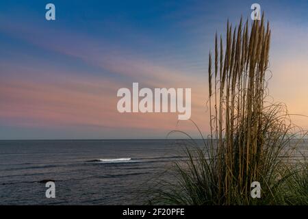 Hohe Strandgras im Wind wiegen mit schönen Strand und meereslandschaft bei Sonnenaufgang Stockfoto
