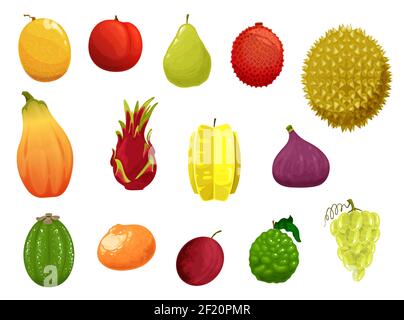 Obst Vektor-Symbole Melone, Pfirsich, Birne und Litschi, Durian oder Papaya mit Limette, Pflaume oder Drachenfrucht. Carambola, Feige oder pitaya, Litschi und Mandarine Witz Stock Vektor