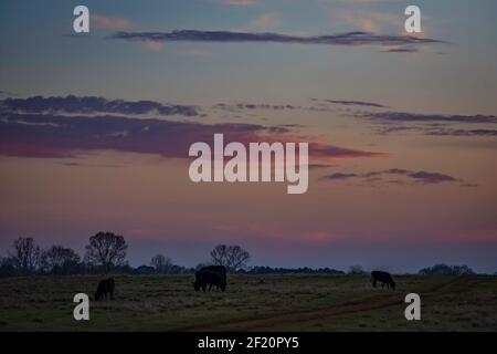 Angus Rinder grasen in einem frühen Frühjahr Weide in der Dämmerung unter einem bunten rosa und lila Sonnenuntergang Himmel. Stockfoto