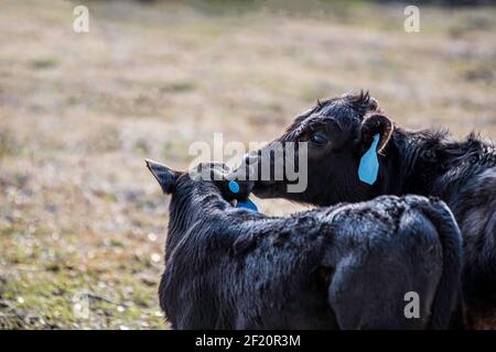 Ein junges Angus-Kalb scheint in das Ohr eines anderen Kalbes zu flüstern, mit unschärfem Hintergrund und nach links kopiertem Raum. Stockfoto