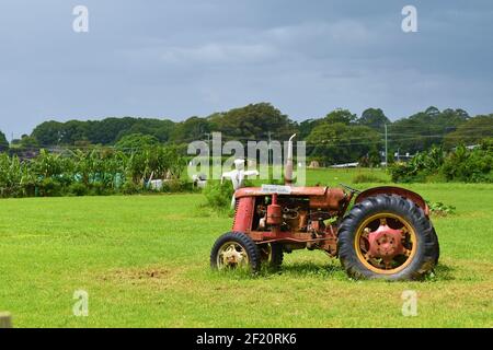 Alter roter Traktor auf dem Feld Stockfoto