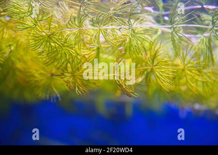 Wasserpflanze, das Hornkraut, im Aquarium. Ceratophyllum demersum. Selektiver Fokus Stockfoto